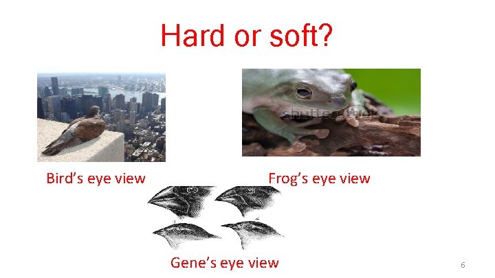 Hard or soft? Bird’s eye view Frog’s eye view Gene’s eye view 6 