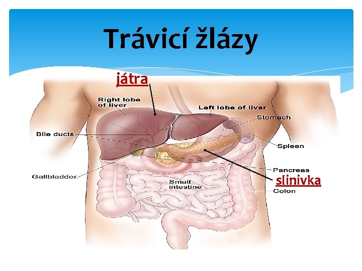 Trávicí žlázy játra slinivka Trávicí žlázy játra slinivka