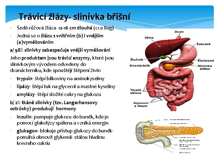 Trávicí žlázy- slinivka břišní - Šedě-růžová žláza- 12 -16 cm dlouhá (cca 80 g) Trávicí žlázy- slinivka břišní - Šedě-růžová žláza- 12 -16 cm dlouhá (cca 80 g)