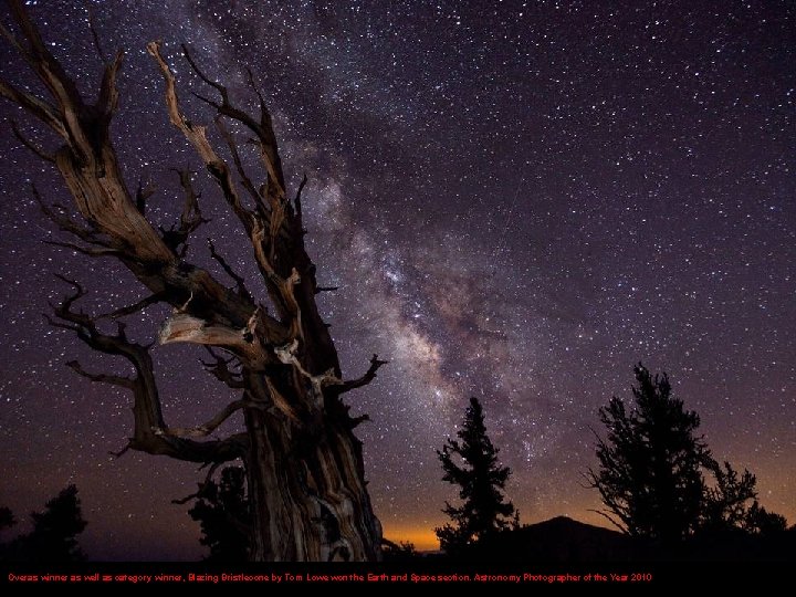 Overas winner as well as category winner, Blazing Bristlecone by Tom Lowe won the