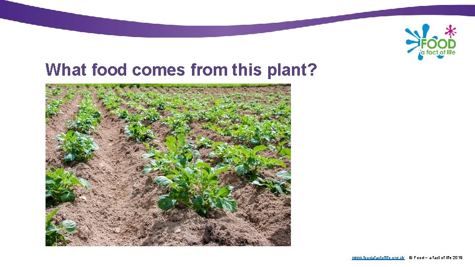 What food comes from this plant? www. foodafactoflife. org. uk © Food – a