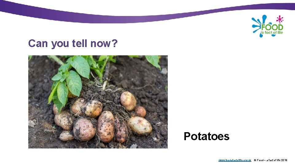 Can you tell now? Potatoes www. foodafactoflife. org. uk © Food – a fact