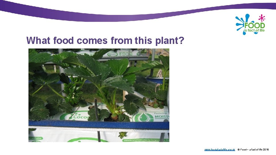 What food comes from this plant? www. foodafactoflife. org. uk © Food – a