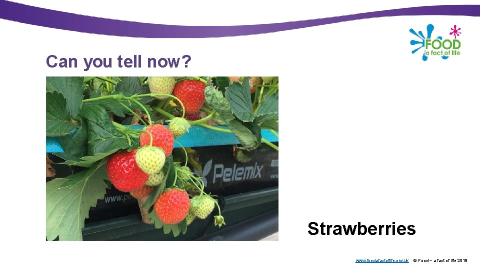 Can you tell now? Strawberries www. foodafactoflife. org. uk © Food – a fact