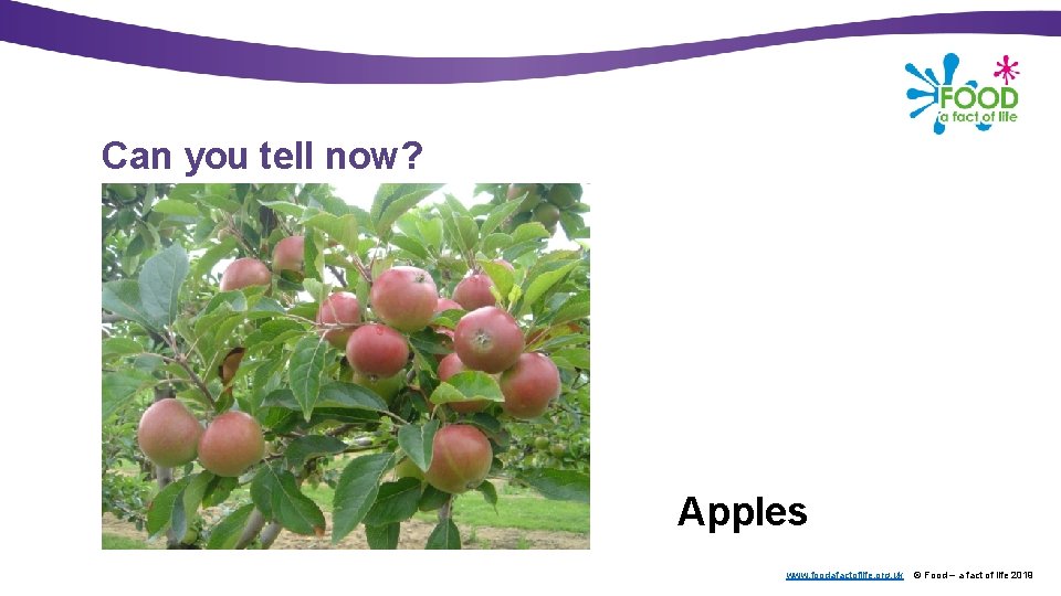 Can you tell now? Apples www. foodafactoflife. org. uk © Food – a fact