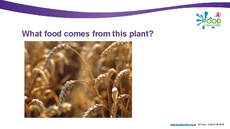 What food comes from this plant? www. foodafactoflife. org. uk © Food – a