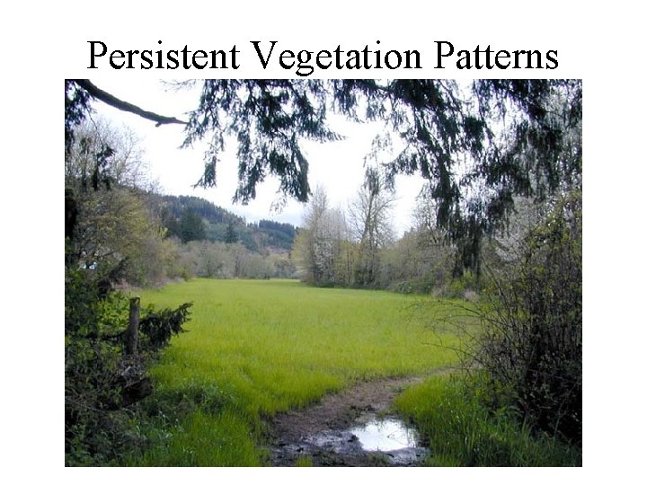 Persistent Vegetation Patterns Persistent Vegetation Patterns