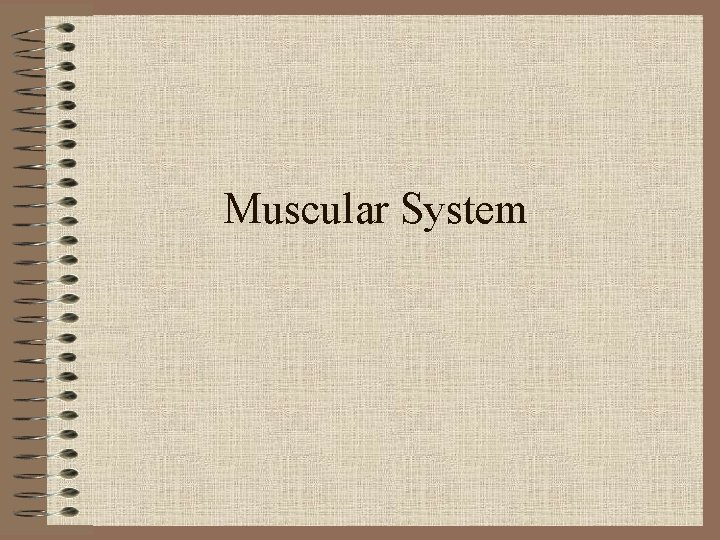 Muscular System 