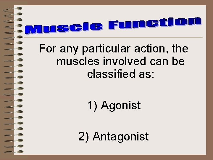 For any particular action, the muscles involved can be classified as: 1) Agonist 2)