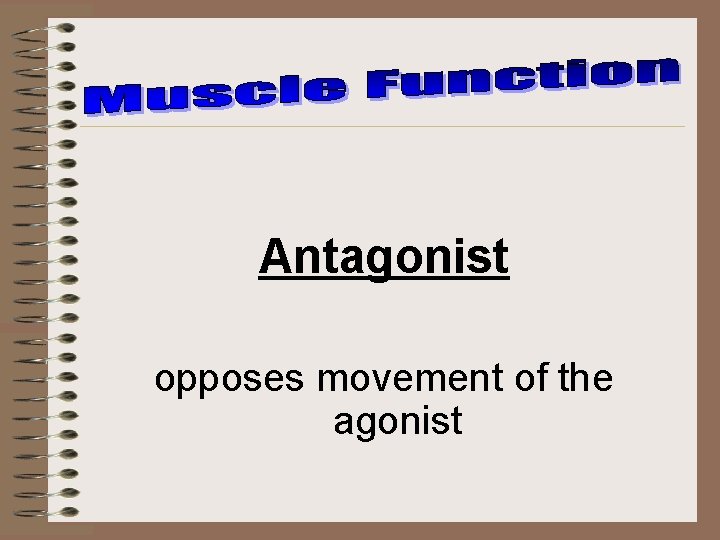Antagonist opposes movement of the agonist 
