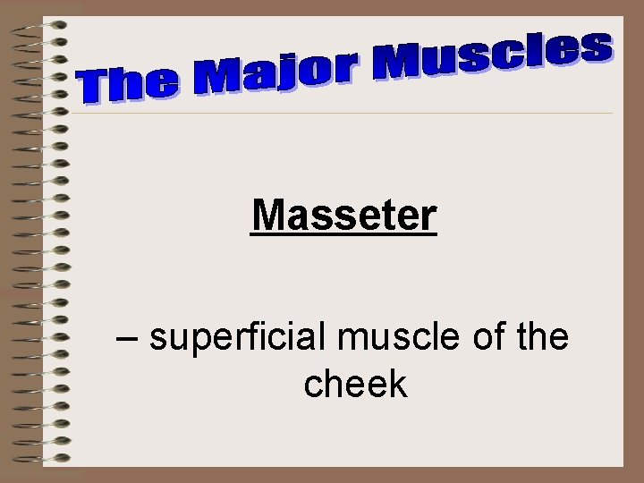 Masseter – superficial muscle of the cheek 