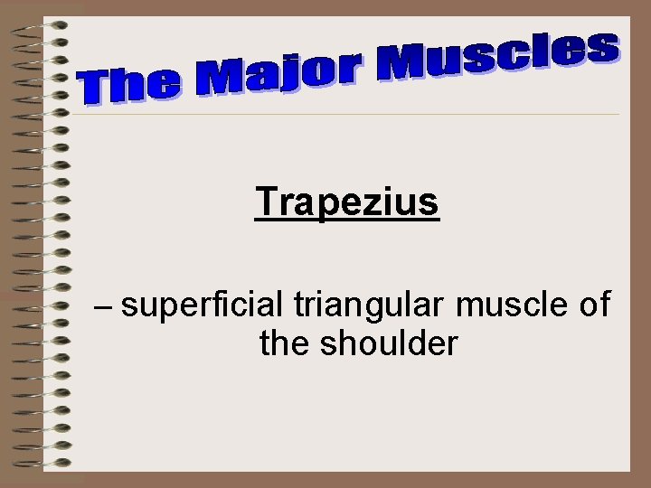 Trapezius – superficial triangular muscle of the shoulder 