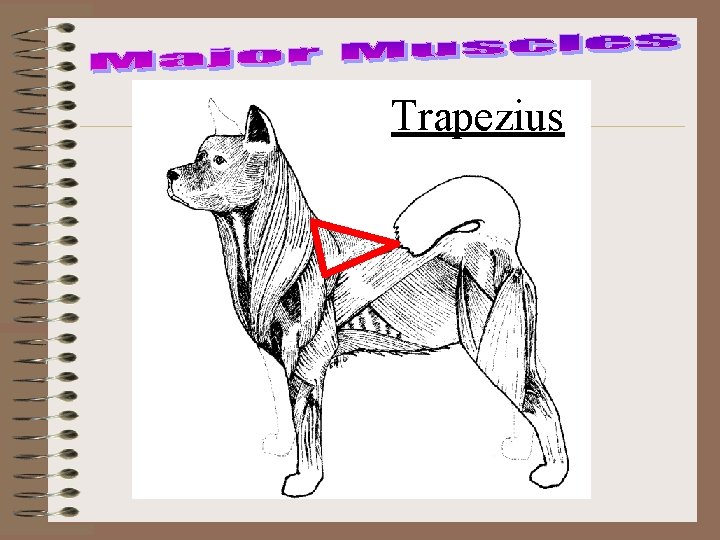 Trapezius 