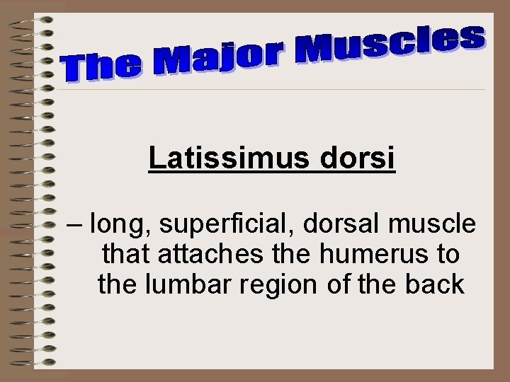 Latissimus dorsi – long, superficial, dorsal muscle that attaches the humerus to the lumbar