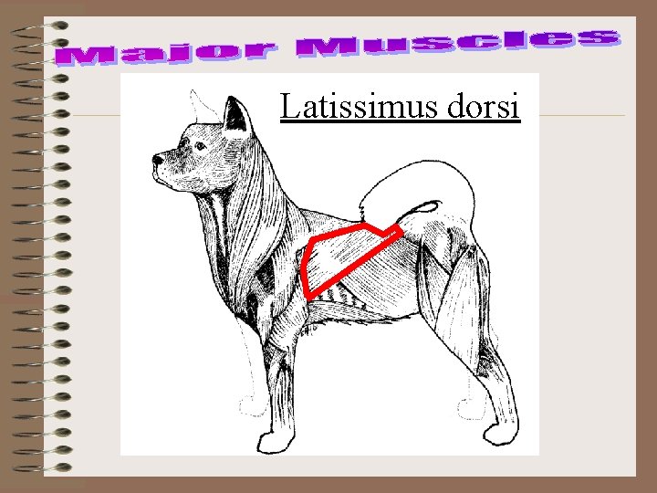 Latissimus dorsi 