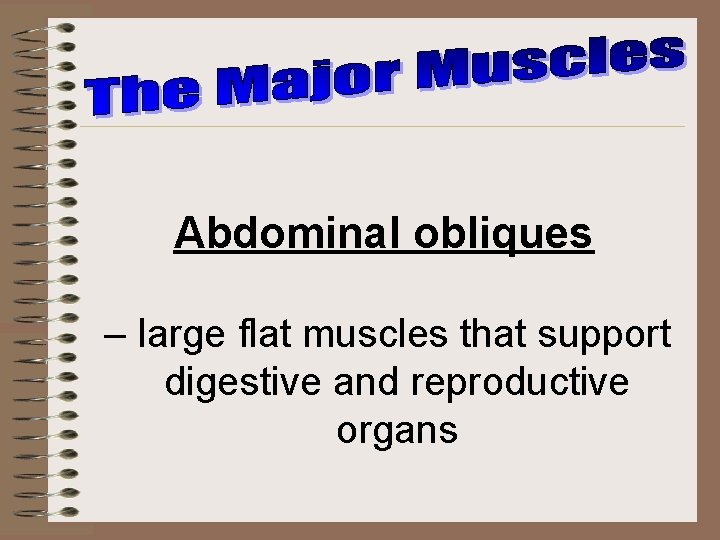 Abdominal obliques – large flat muscles that support digestive and reproductive organs 