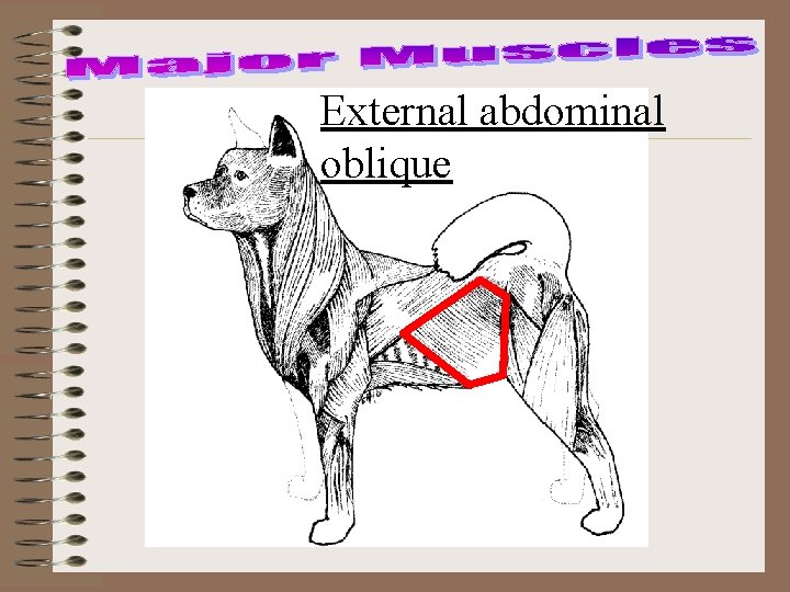 External abdominal oblique 