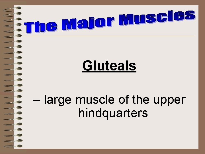 Gluteals – large muscle of the upper hindquarters 