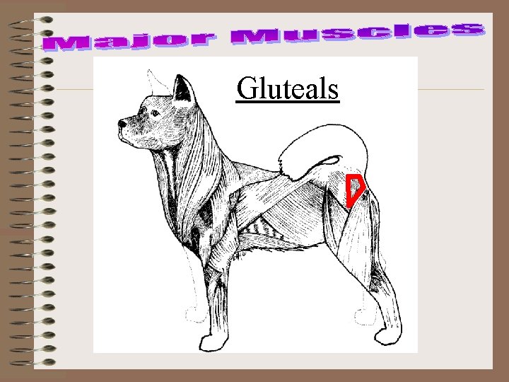 Gluteals 