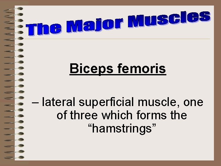Biceps femoris – lateral superficial muscle, one of three which forms the “hamstrings” 