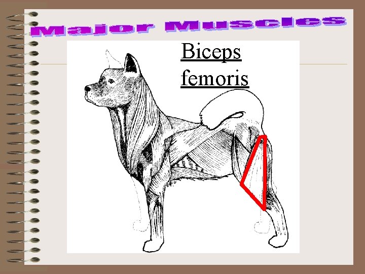 Biceps femoris 