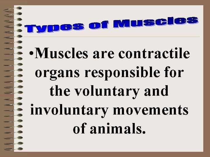  • Muscles are contractile organs responsible for the voluntary and involuntary movements of