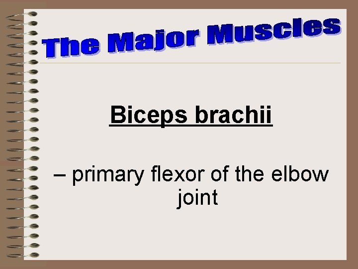 Biceps brachii – primary flexor of the elbow joint 