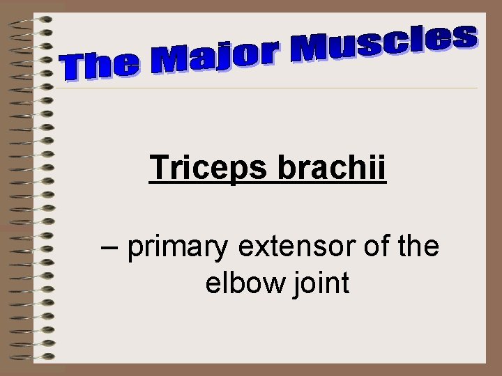 Triceps brachii – primary extensor of the elbow joint 