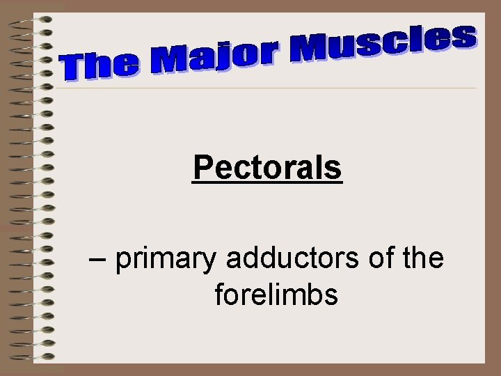 Pectorals – primary adductors of the forelimbs 