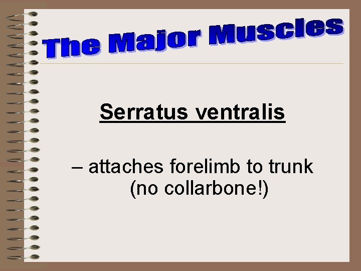 Serratus ventralis – attaches forelimb to trunk (no collarbone!) 