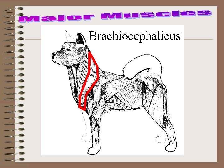 Brachiocephalicus 