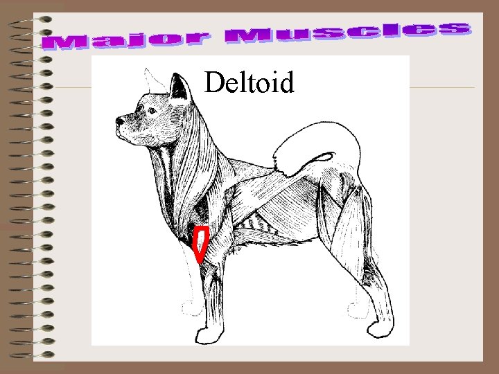 Deltoid 