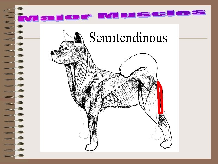 Semitendinous 