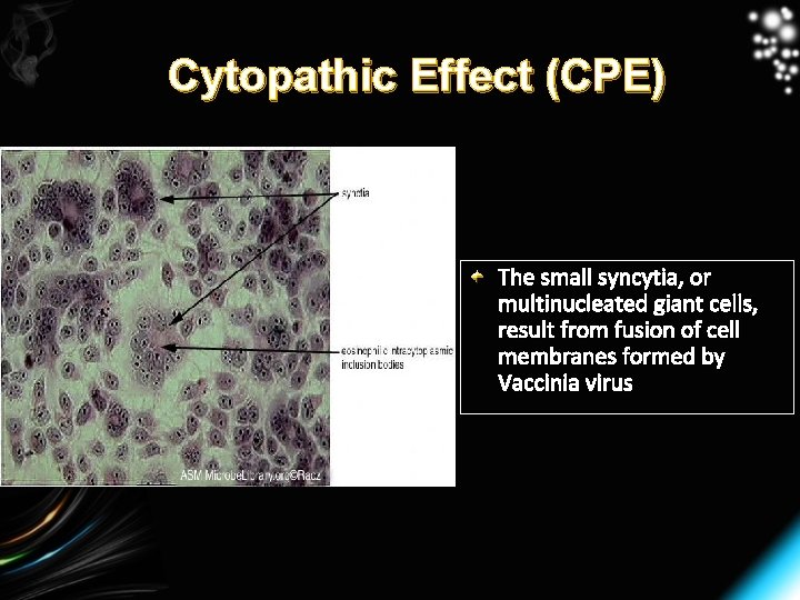 Cytopathic Effect (CPE) The small syncytia, or multinucleated giant cells, result from fusion of