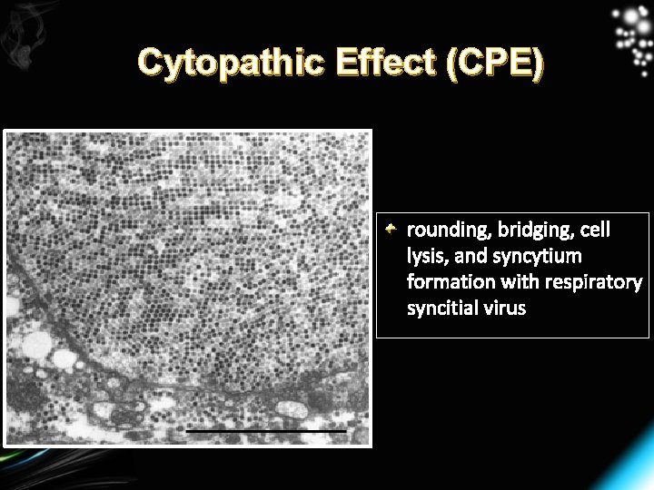 Cytopathic Effect (CPE) rounding, bridging, cell lysis, and syncytium formation with respiratory syncitial virus