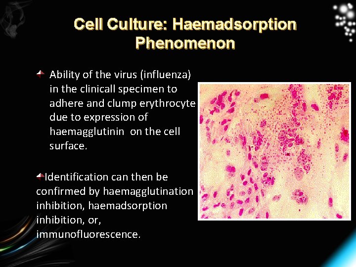 Cell Culture: Haemadsorption Phenomenon Ability of the virus (influenza) in the clinicall specimen to