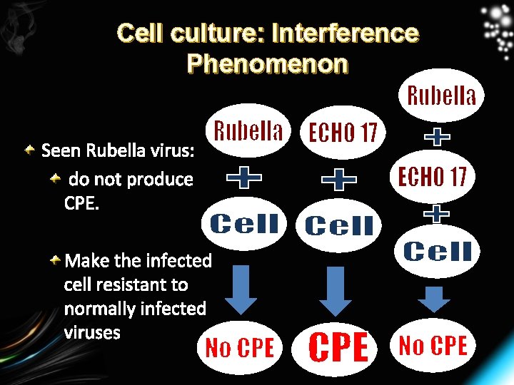 Cell culture: Interference Phenomenon Seen Rubella virus: do not produce CPE. Make the infected