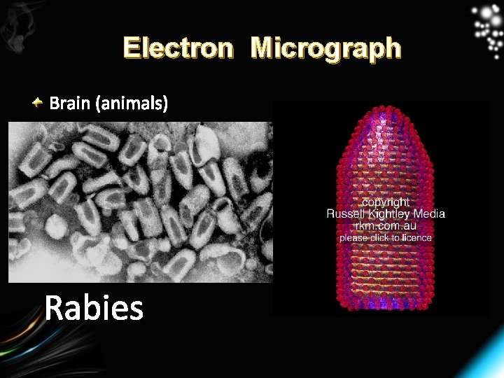 Electron Micrograph Brain (animals) Rabies 