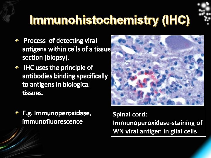 Immunohistochemistry (IHC) Process of detecting viral antigens within cells of a tissue section (biopsy).