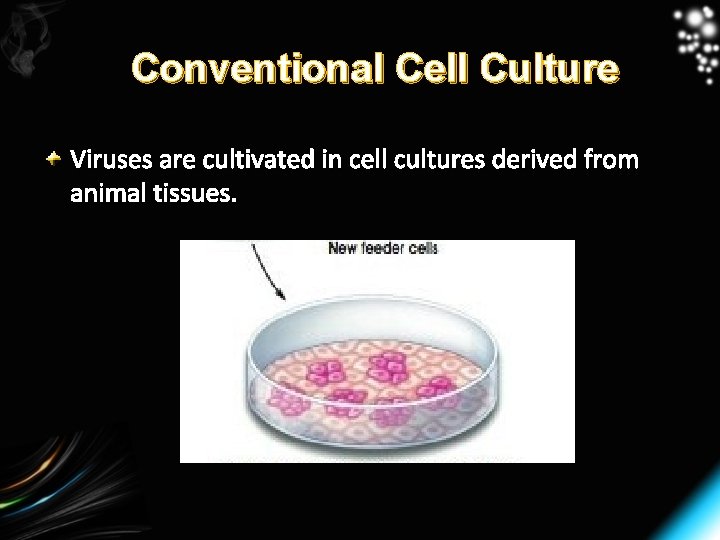 Conventional Cell Culture Viruses are cultivated in cell cultures derived from animal tissues. 