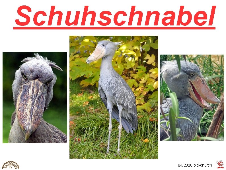 Schuhschnabel 04/2020 old-church 