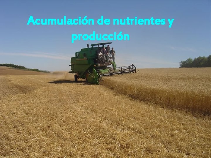 Acumulación de nutrientes y producción 