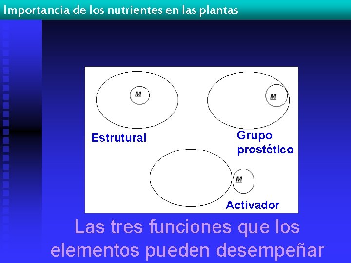 Importancia de los nutrientes en las plantas Estrutural Grupo prostético Activador Las tres funciones
