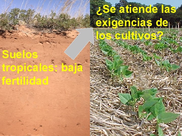 ¿Se atiende las exigencias de los cultivos? Suelos tropicales: baja fertilidad 