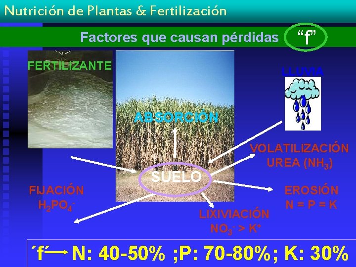 Nutrición de Plantas & Fertilización Factores que causan pérdidas FERTILIZANTE “f” LLUVIA ABSORCIÓN FIJACIÓN