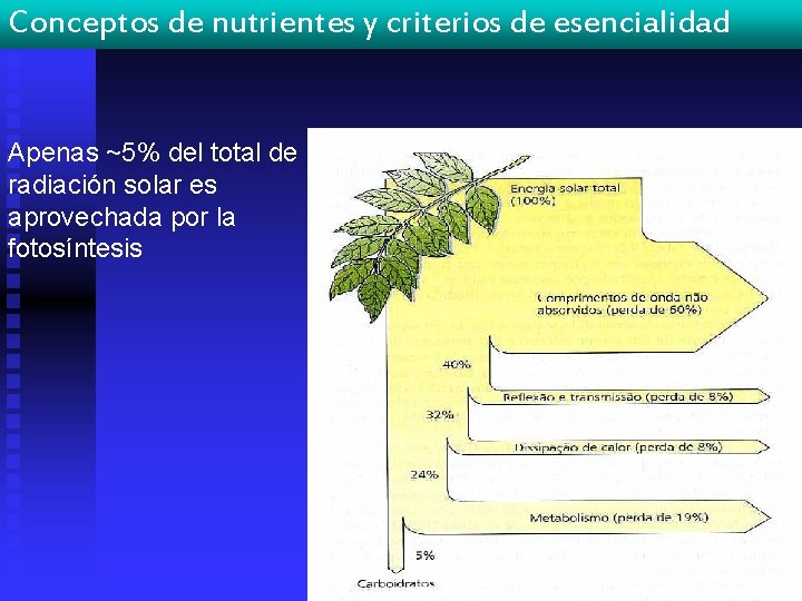 Conceptos de nutrientes y criterios de esencialidad Apenas ~5% del total de radiación solar