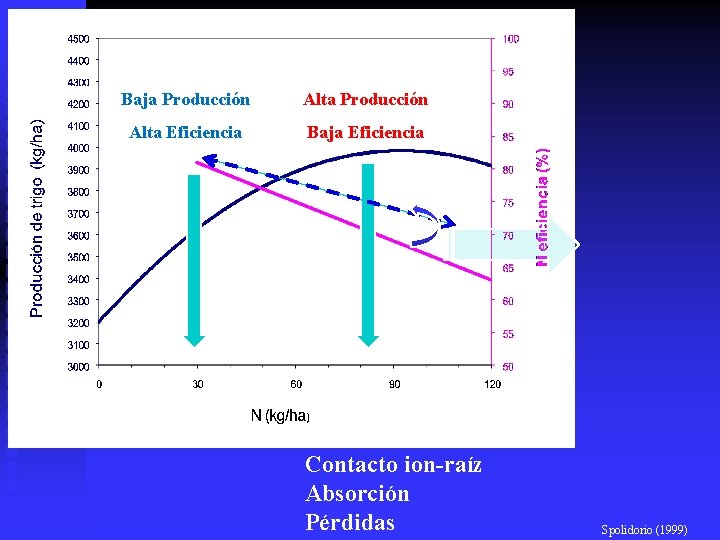 Baja Producción Alta Eficiencia Baja Eficiencia Contacto ion-raíz Absorción Pérdidas Spolidorio (1999) 