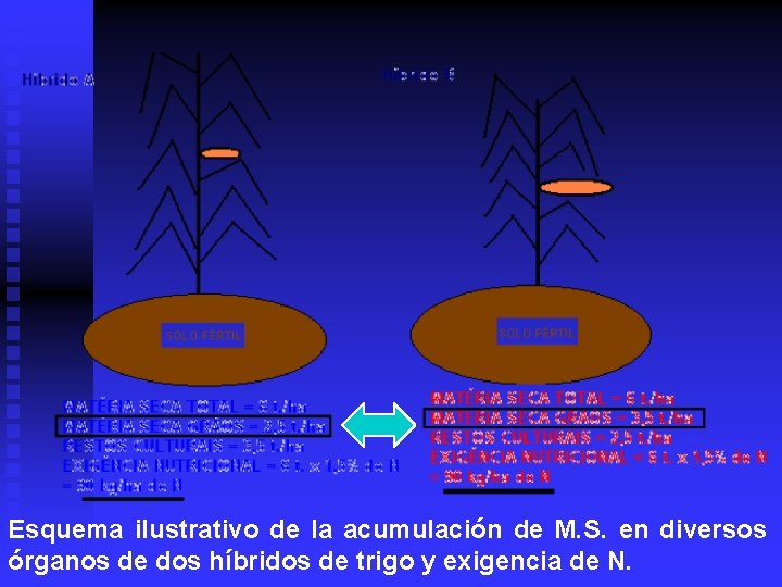 Esquema ilustrativo de la acumulación de M. S. en diversos órganos de dos híbridos
