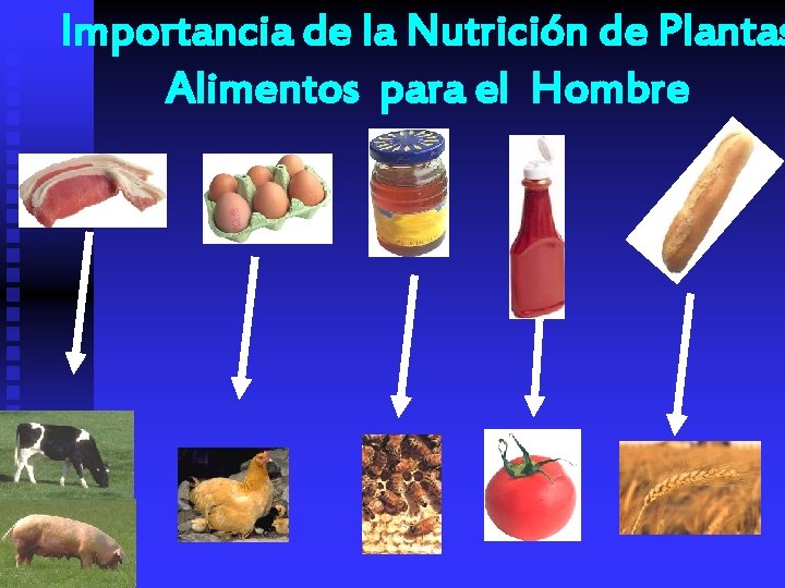 Importancia de la Nutrición de Plantas Alimentos para el Hombre 