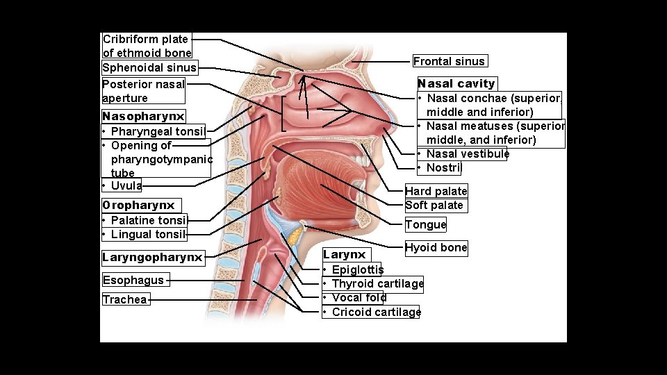 Cribriform plate of ethmoid bone Sphenoidal sinus Posterior nasal aperture Nasopharynx • Pharyngeal tonsil